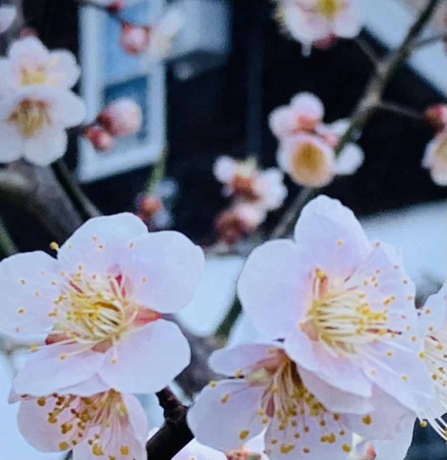 IMG_1025.jpg?type=w966