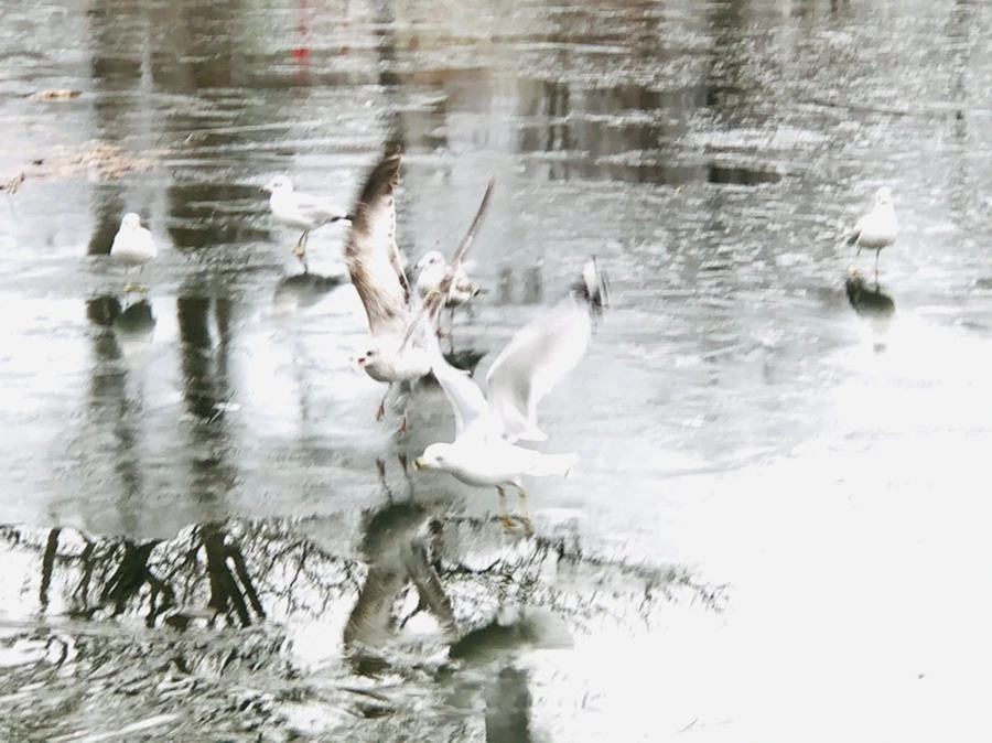 IMG_9029.jpg?type=w966