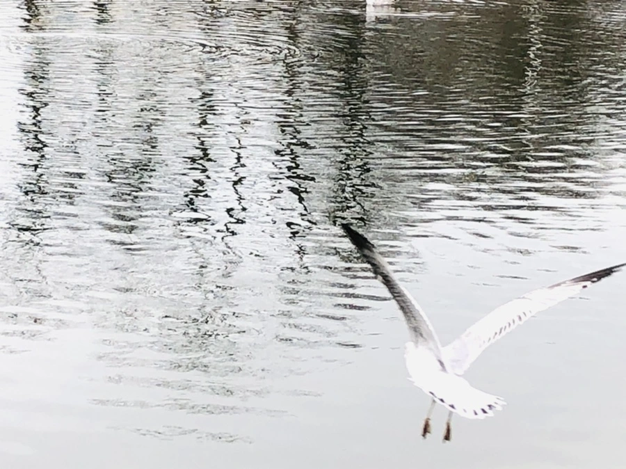 IMG_0998.jpg?type=w966