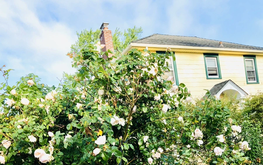 IMG_8289.jpg?type=w966