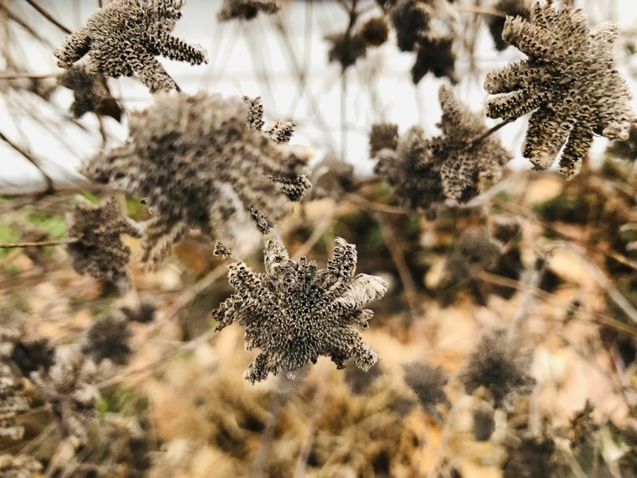 IMG_9347.jpg?type=w966