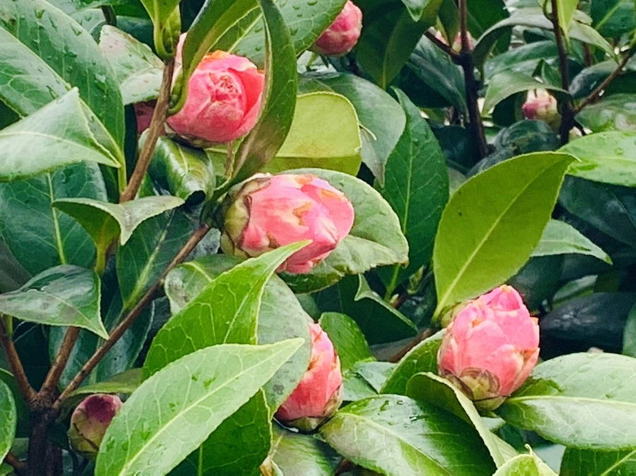 IMG_6307.jpg?type=w966