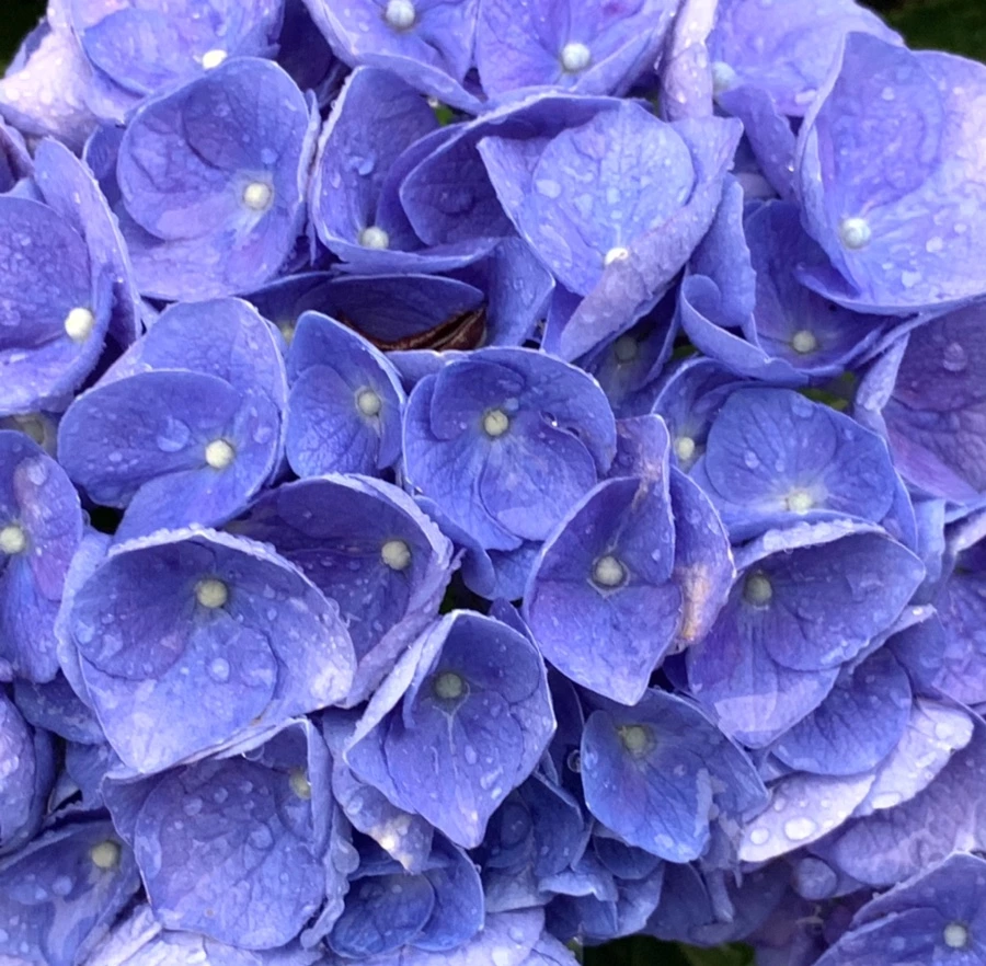 IMG_6188.jpg?type=w966