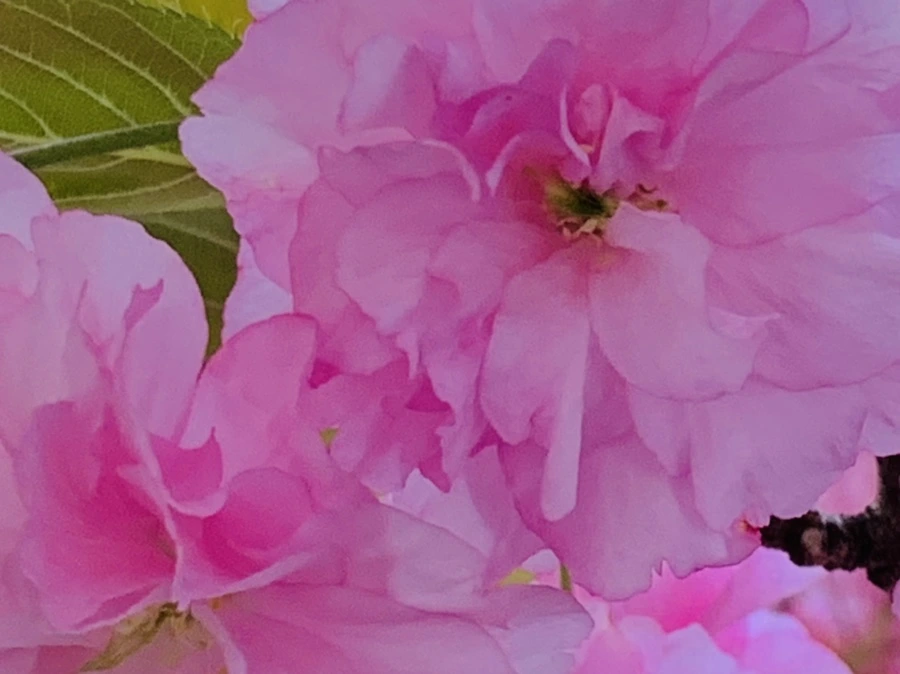 IMG_7374.jpg?type=w966