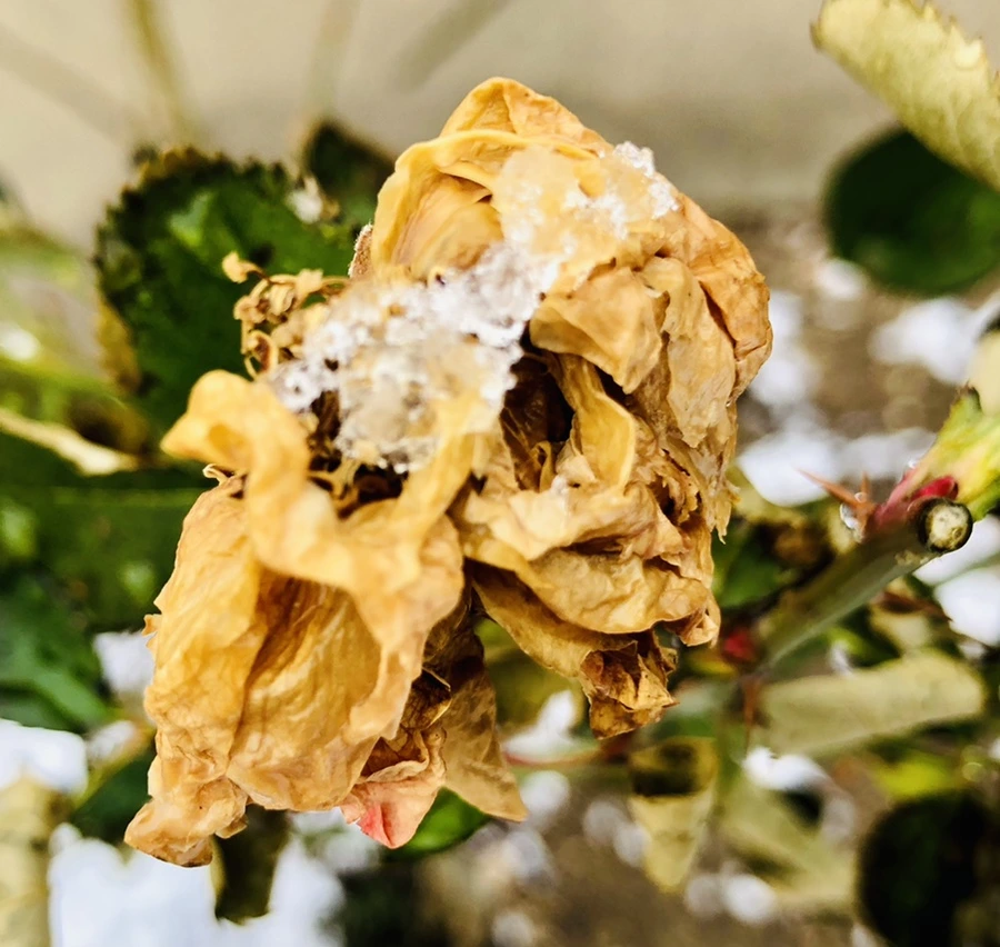 IMG_4577.jpg?type=w966