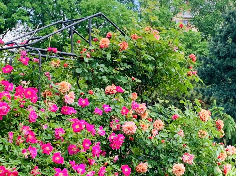 IMG_5824.jpg?type=w966