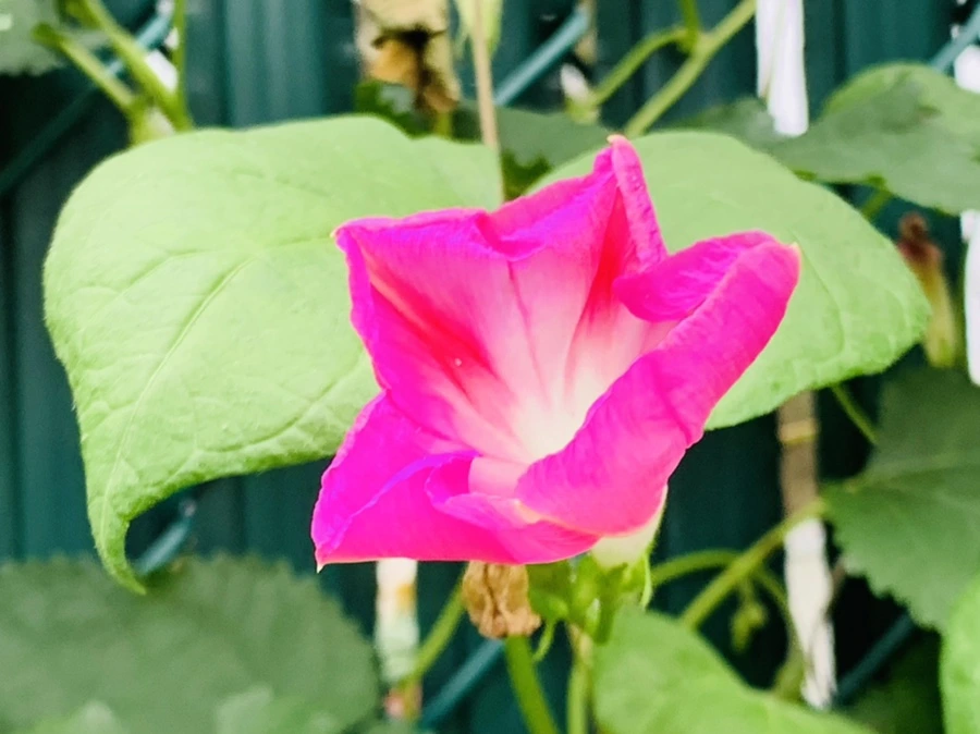 IMG_6060.jpg?type=w966