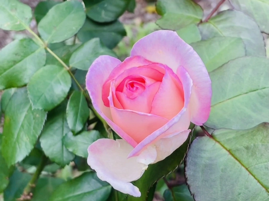 IMG_0158.jpg?type=w966