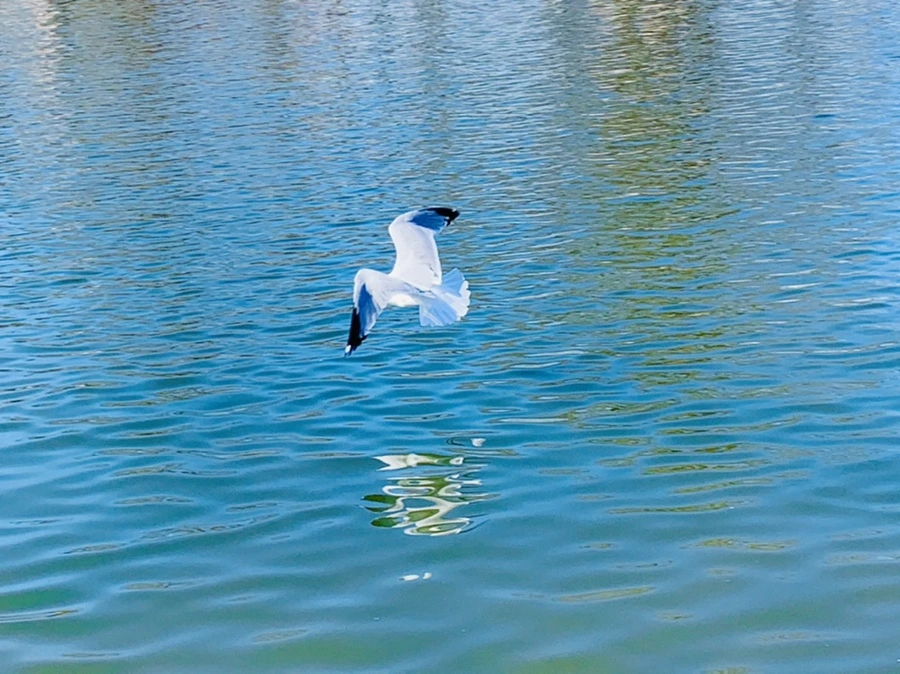 IMG_8976.jpg?type=w966