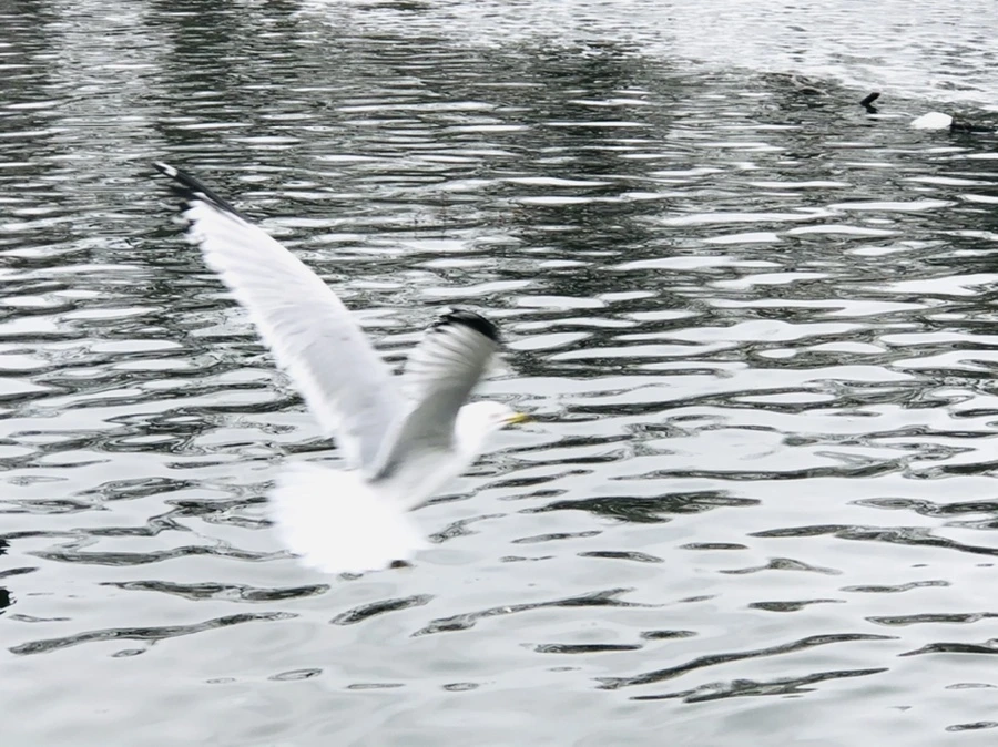 IMG_5890.jpg?type=w966