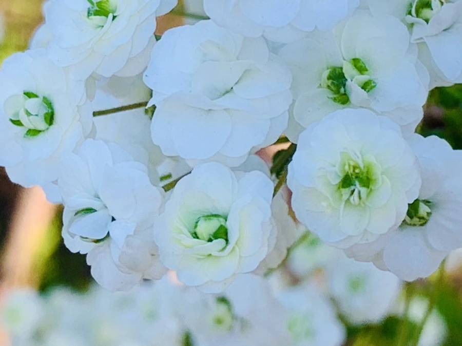 IMG_3313.jpg?type=w966