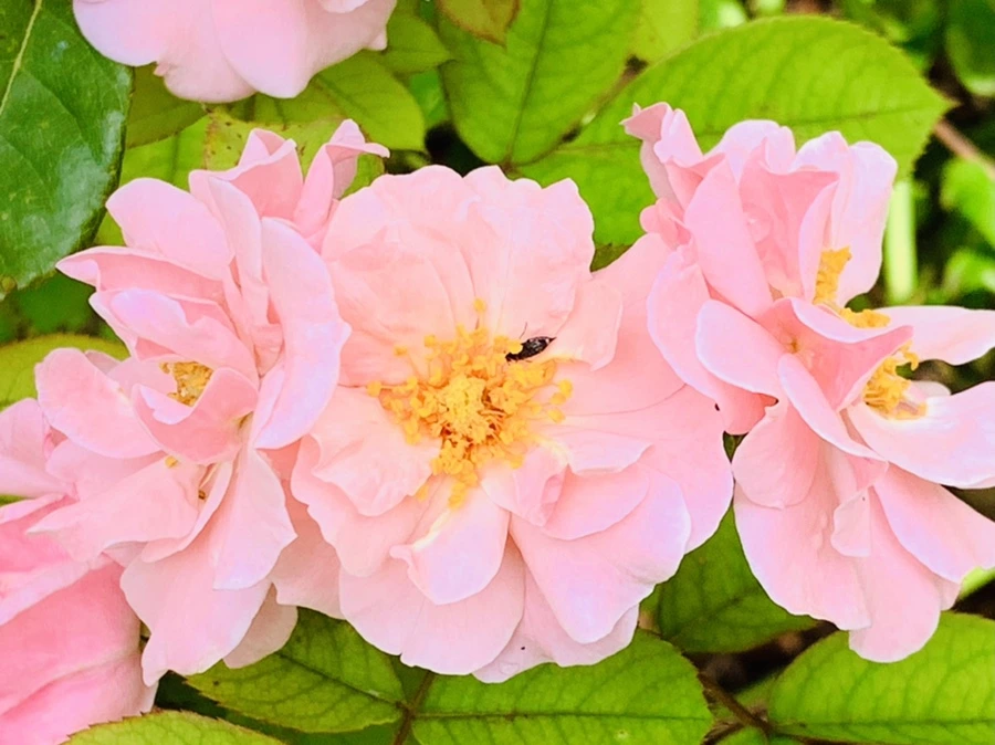 IMG_0546.jpg?type=w966