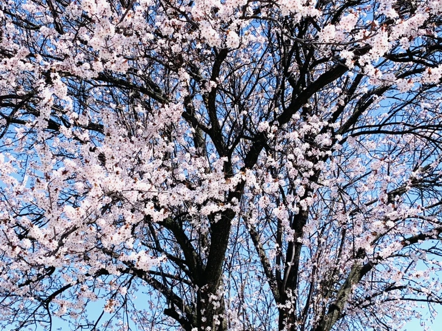 IMG_7941.jpg?type=w966