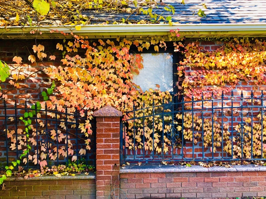 IMG_4694.jpg?type=w966