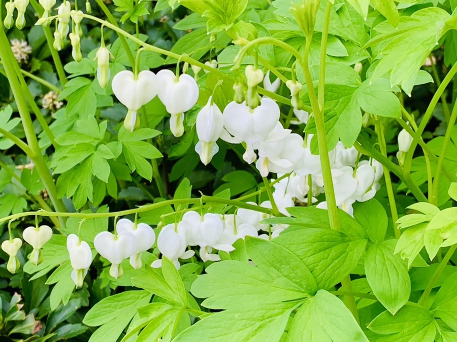 IMG_6094.jpg?type=w966