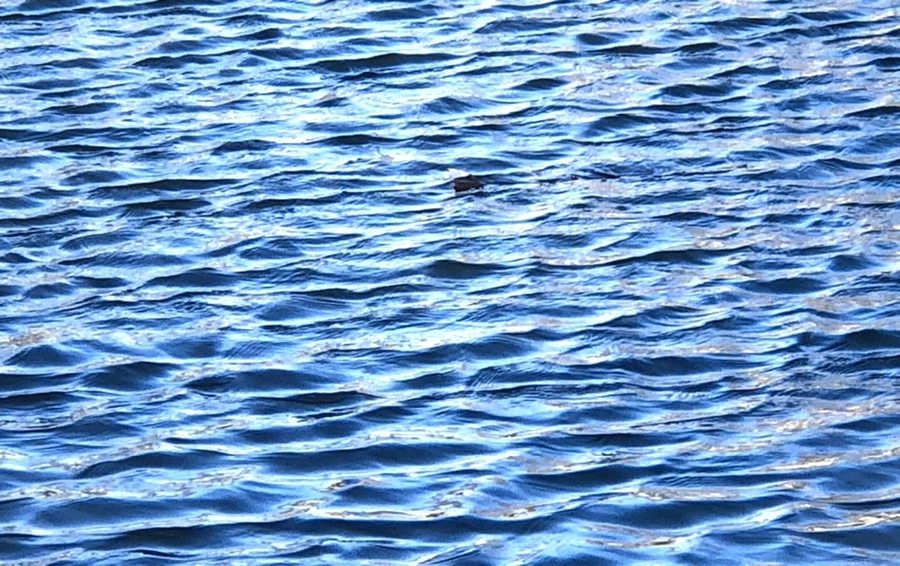 IMG_3883.jpg?type=w966