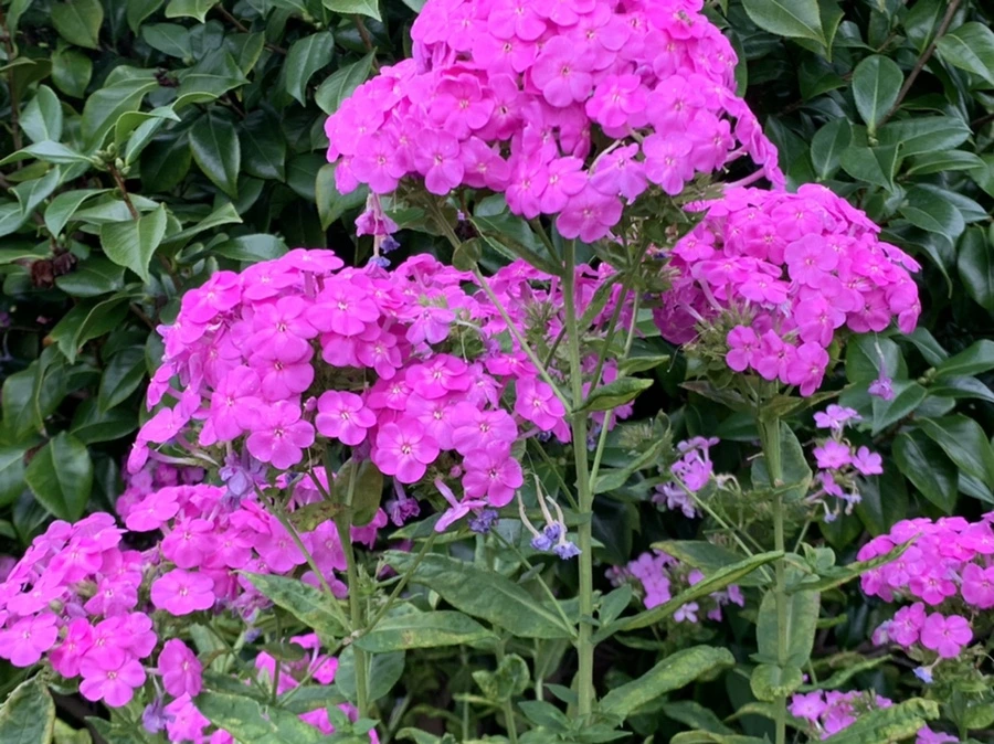 IMG_5095.jpg?type=w966