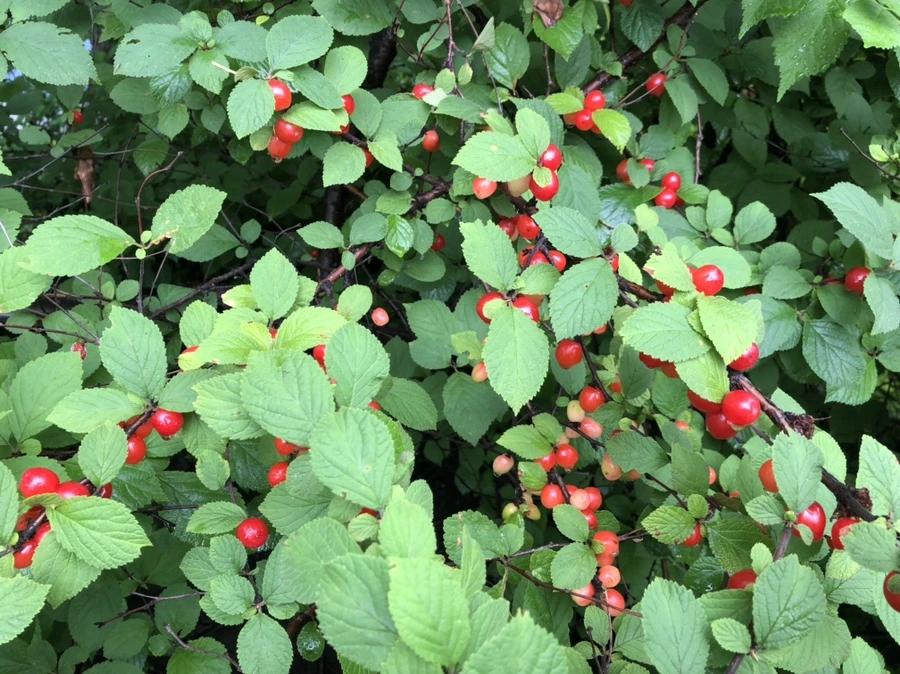 IMG_6198.jpg?type=w966