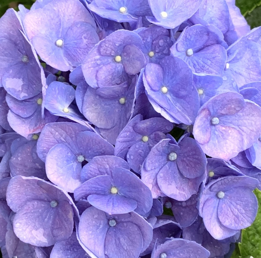 IMG_6194.jpg?type=w966