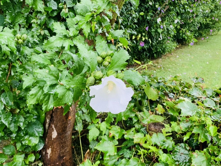 IMG_3740.jpg?type=w966