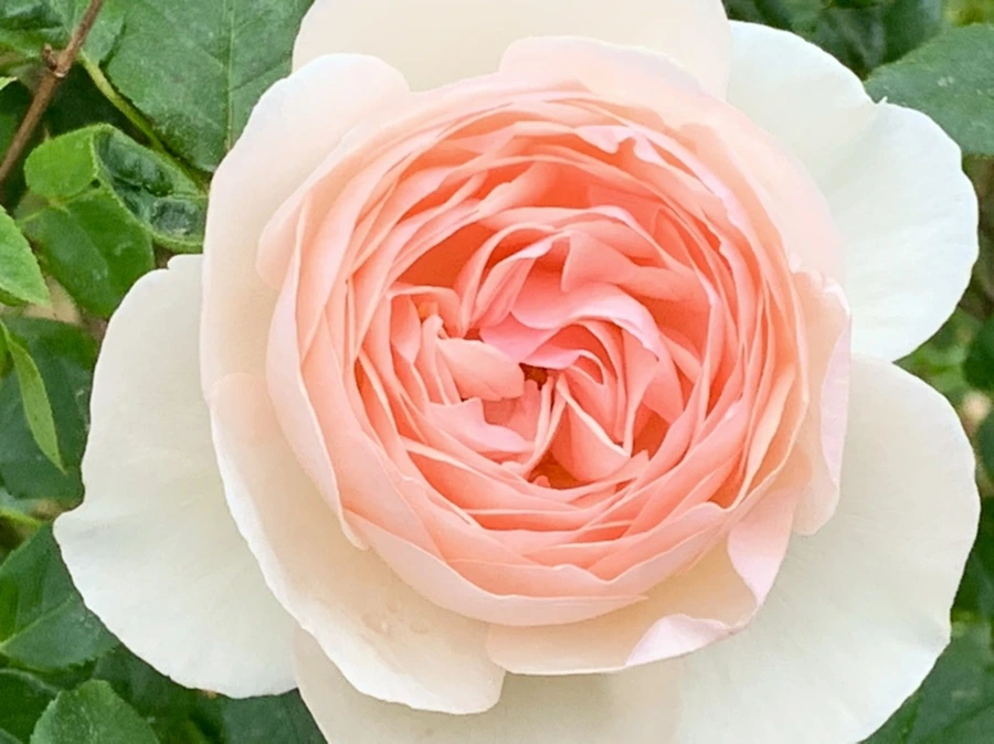 IMG_6042.jpg?type=w966