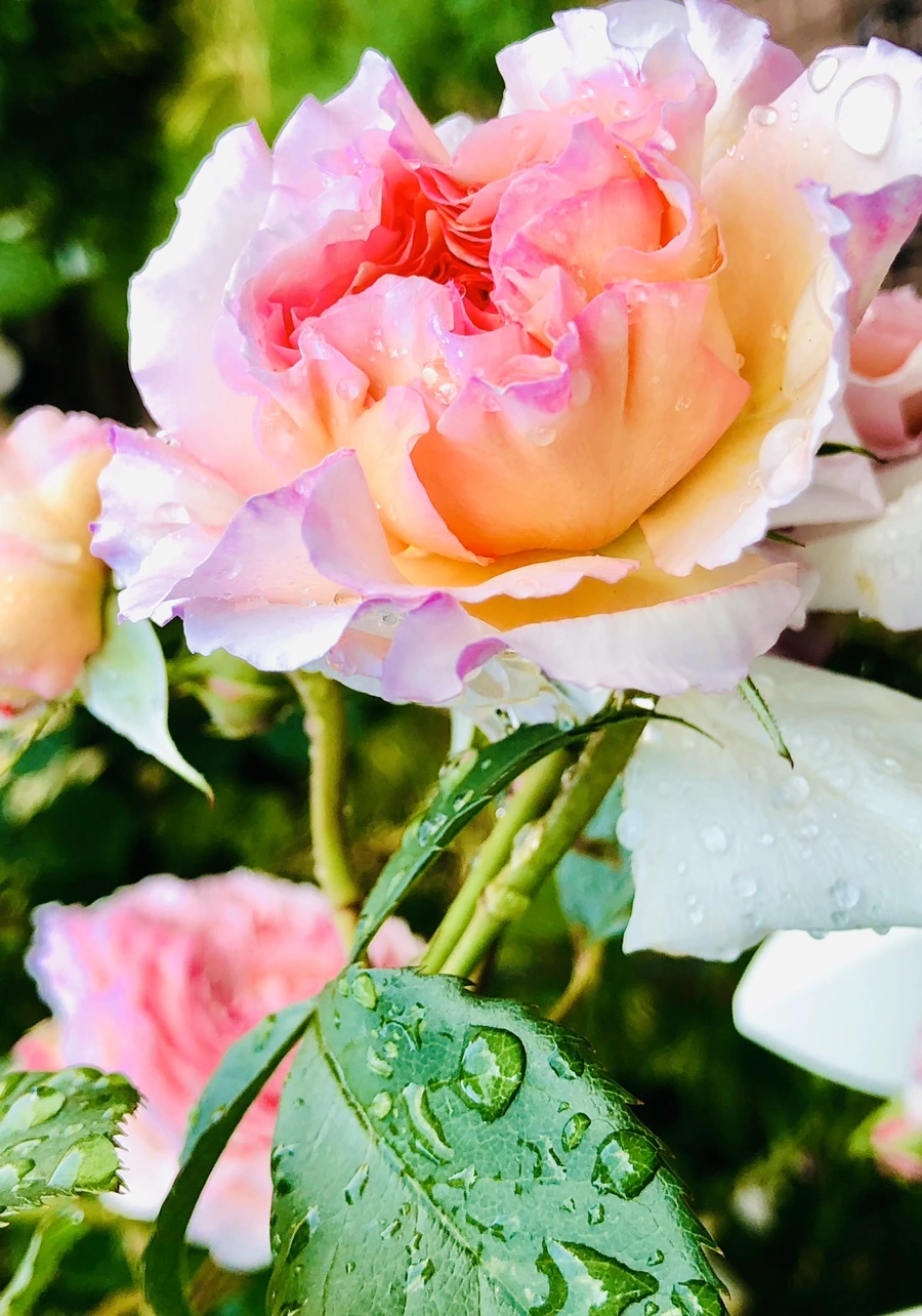 IMG_8018.jpg?type=w966