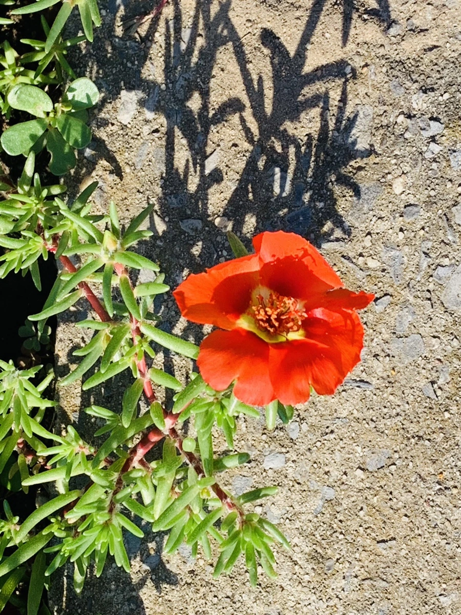 IMG_8421.jpg?type=w966