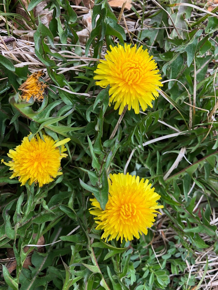 IMG_3842.jpg?type=w966