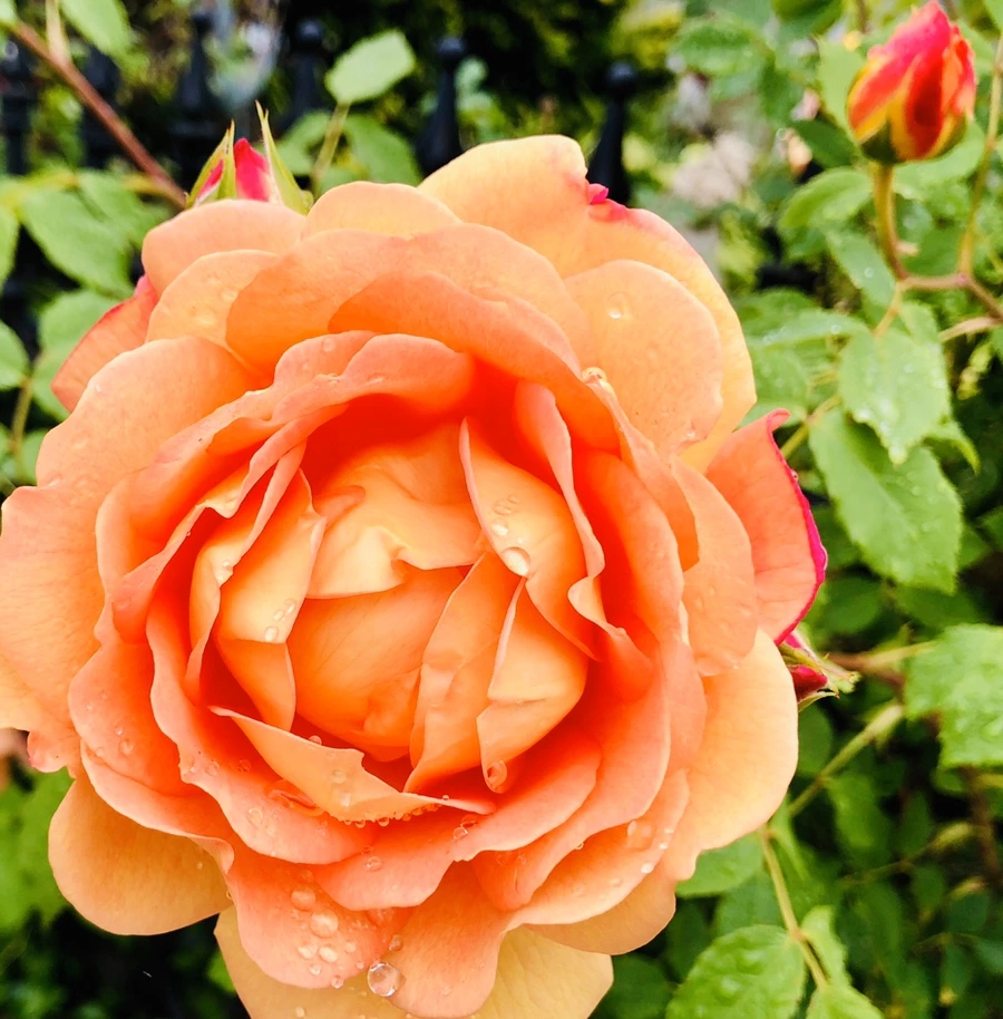 IMG_7510.jpg?type=w966