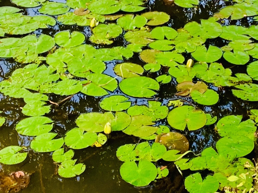 IMG_5535.jpg?type=w966