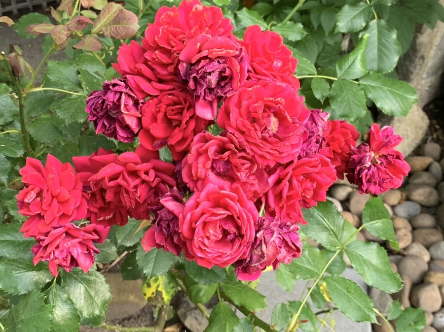 IMG_5562.jpg?type=w966