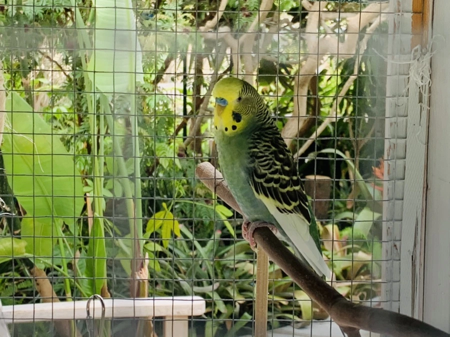 IMG_2371.jpg?type=w966