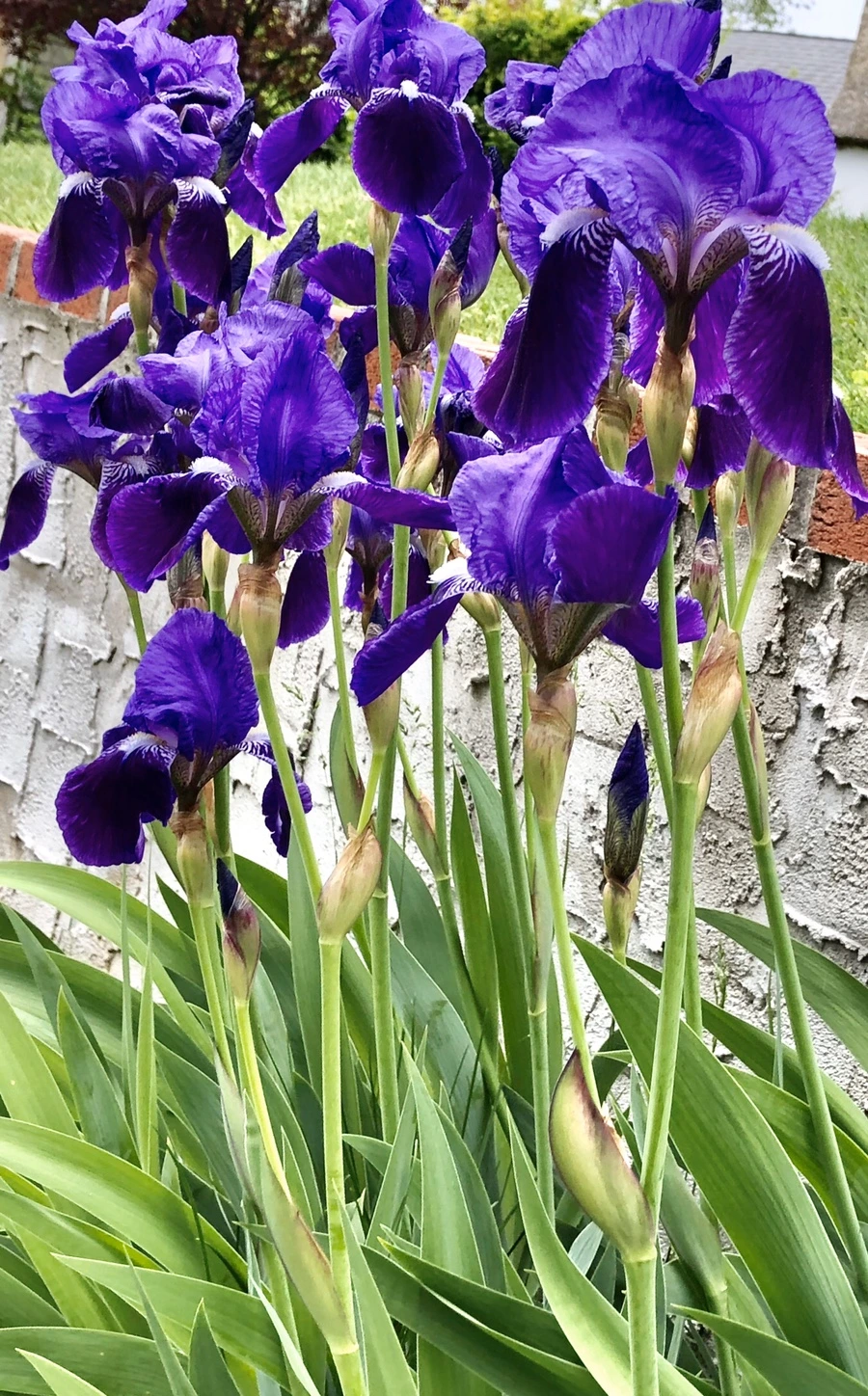 IMG_7264.jpg?type=w966