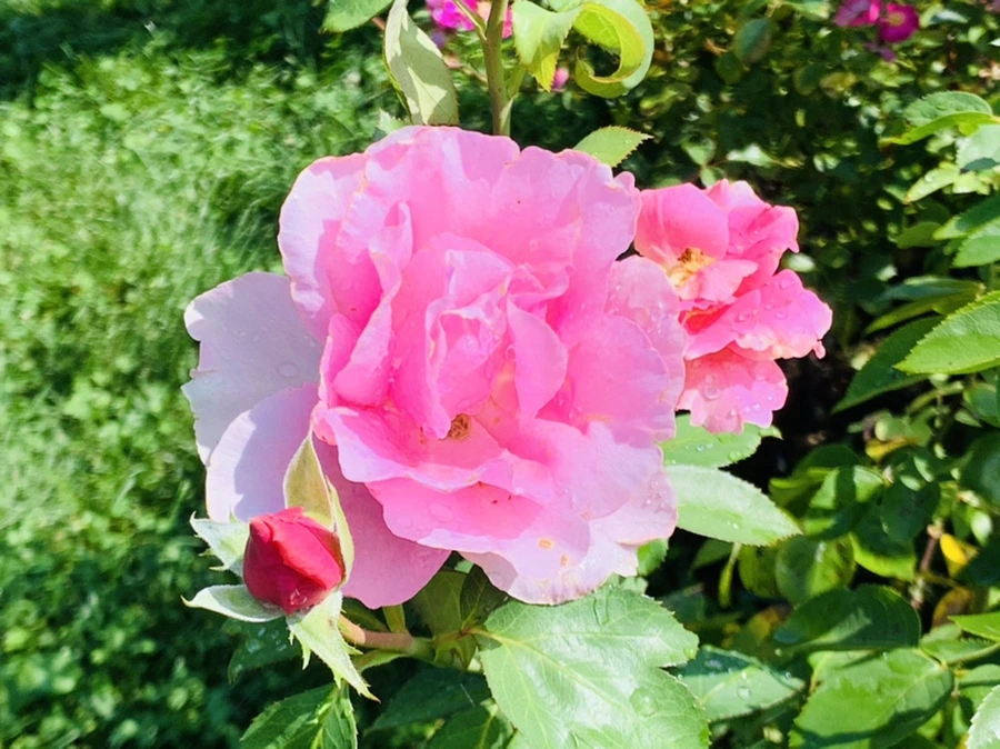 IMG_8400.jpg?type=w966