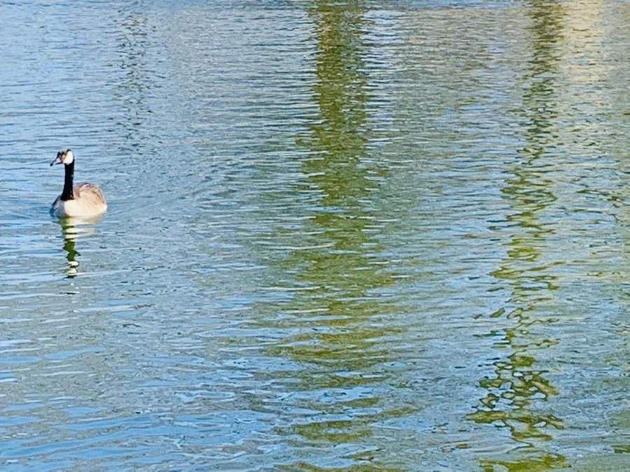 IMG_9957.jpg?type=w966