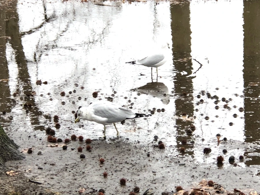 IMG_9408.jpg?type=w966