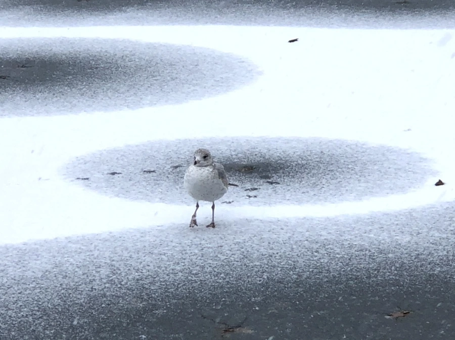 IMG_5973.jpg?type=w966