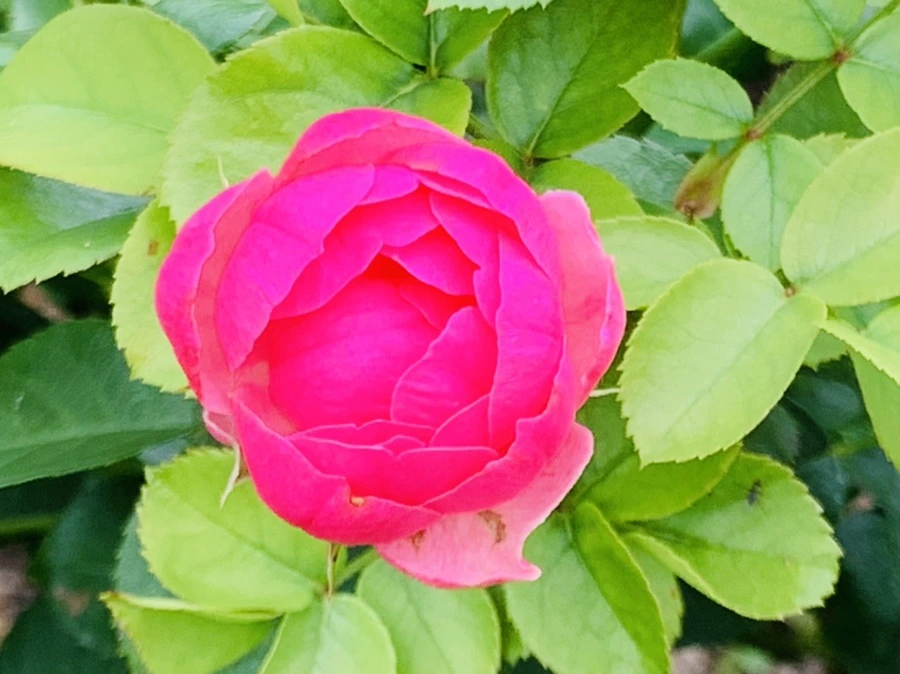 IMG_5074.jpg?type=w966