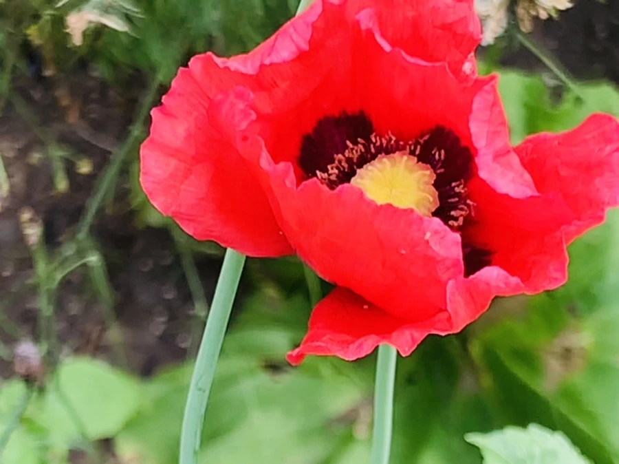 IMG_9421.jpg?type=w966