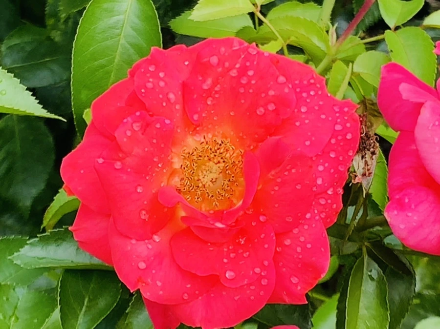 IMG_4961.jpg?type=w966