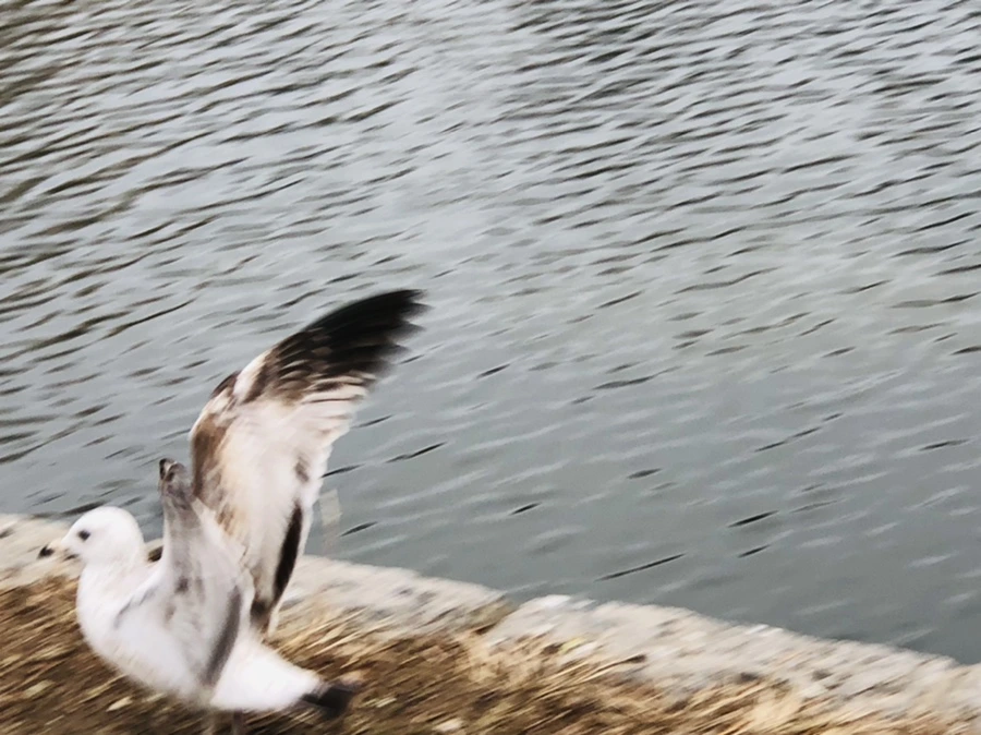 IMG_3307.jpg?type=w966