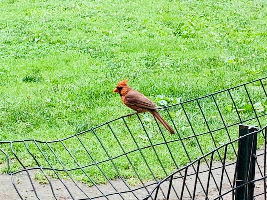 IMG_9913.jpg?type=w966