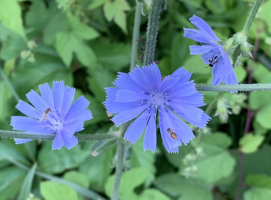 IMG_7077.jpg?type=w966