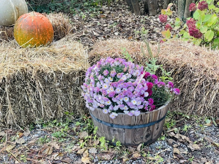 IMG_1009.jpg?type=w966