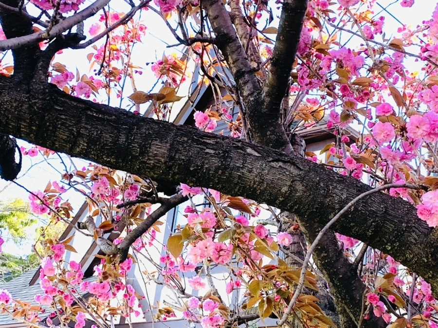 IMG_4199.jpg?type=w966