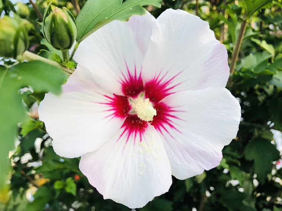 IMG_4630.jpg?type=w966