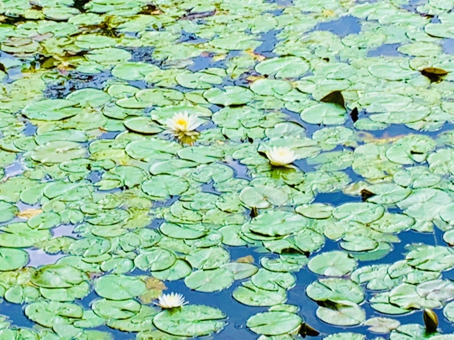 IMG_5221.jpg?type=w966