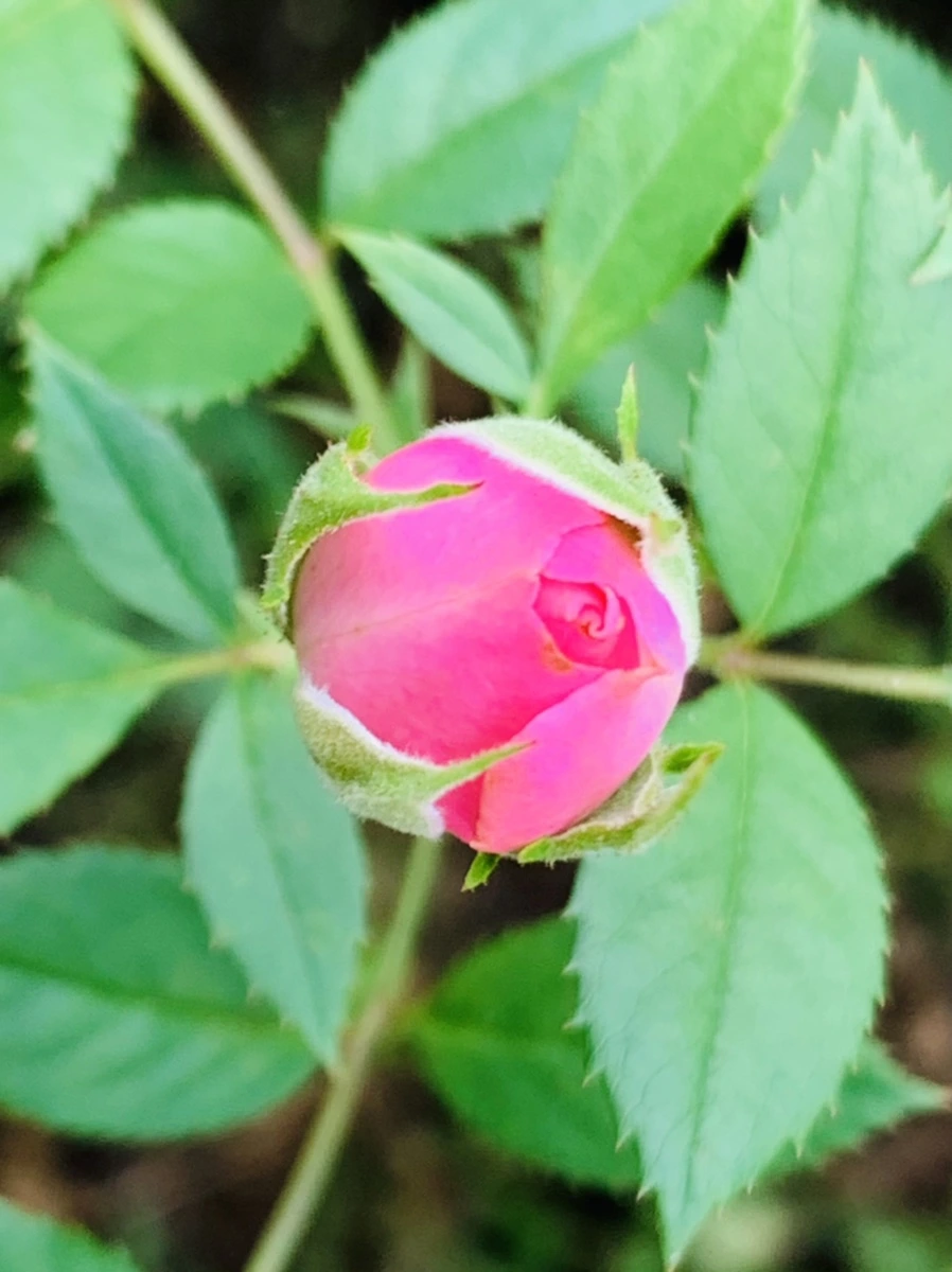 IMG_6068.jpg?type=w966