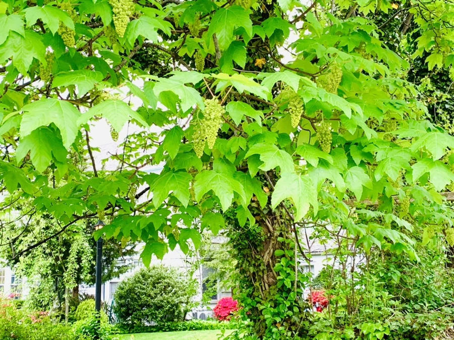 IMG_0861.jpg?type=w966