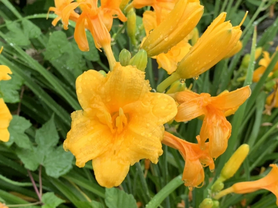 IMG_6213.jpg?type=w966